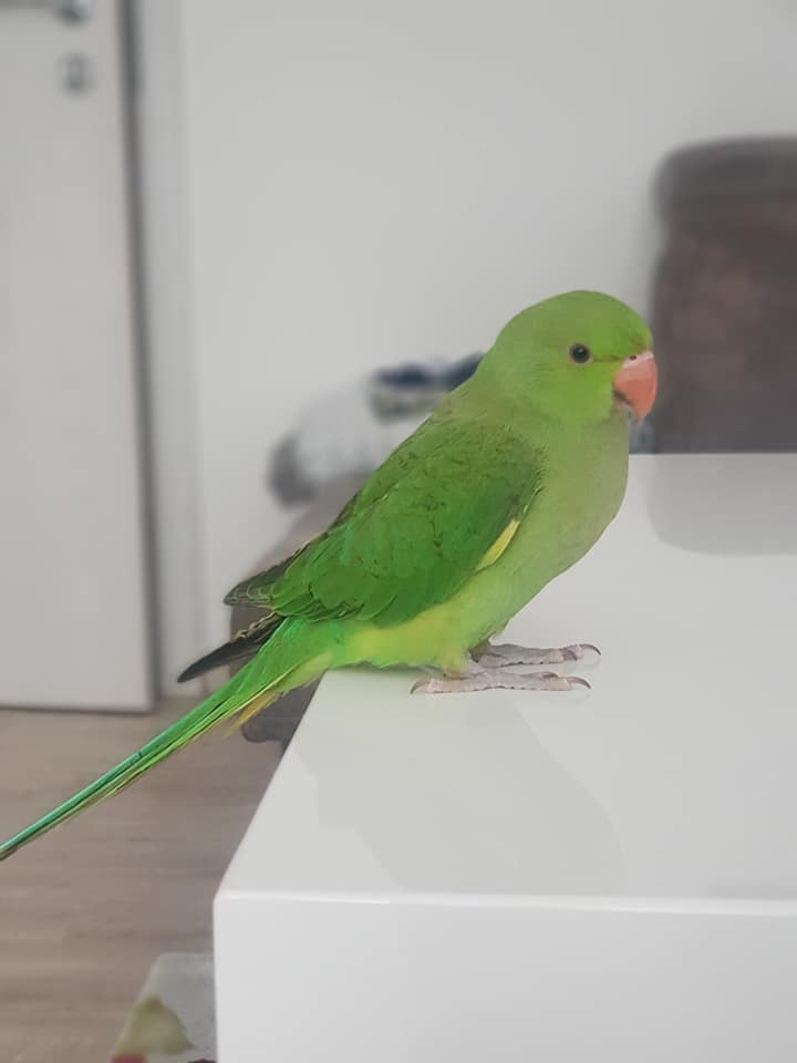 Hugo