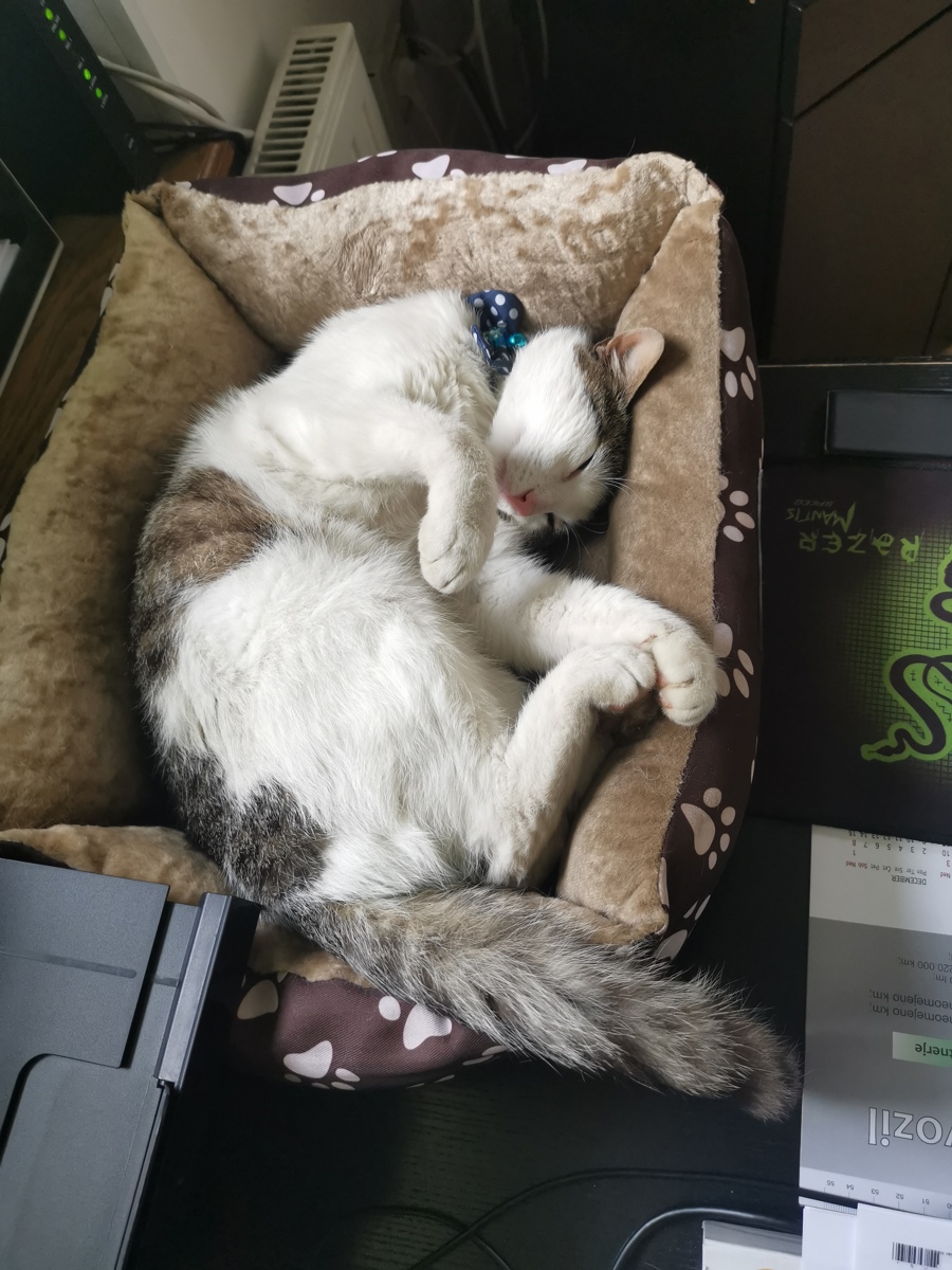 Simba
