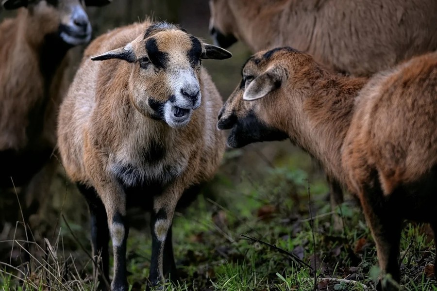 Slika je simbolična! (Pixabay)