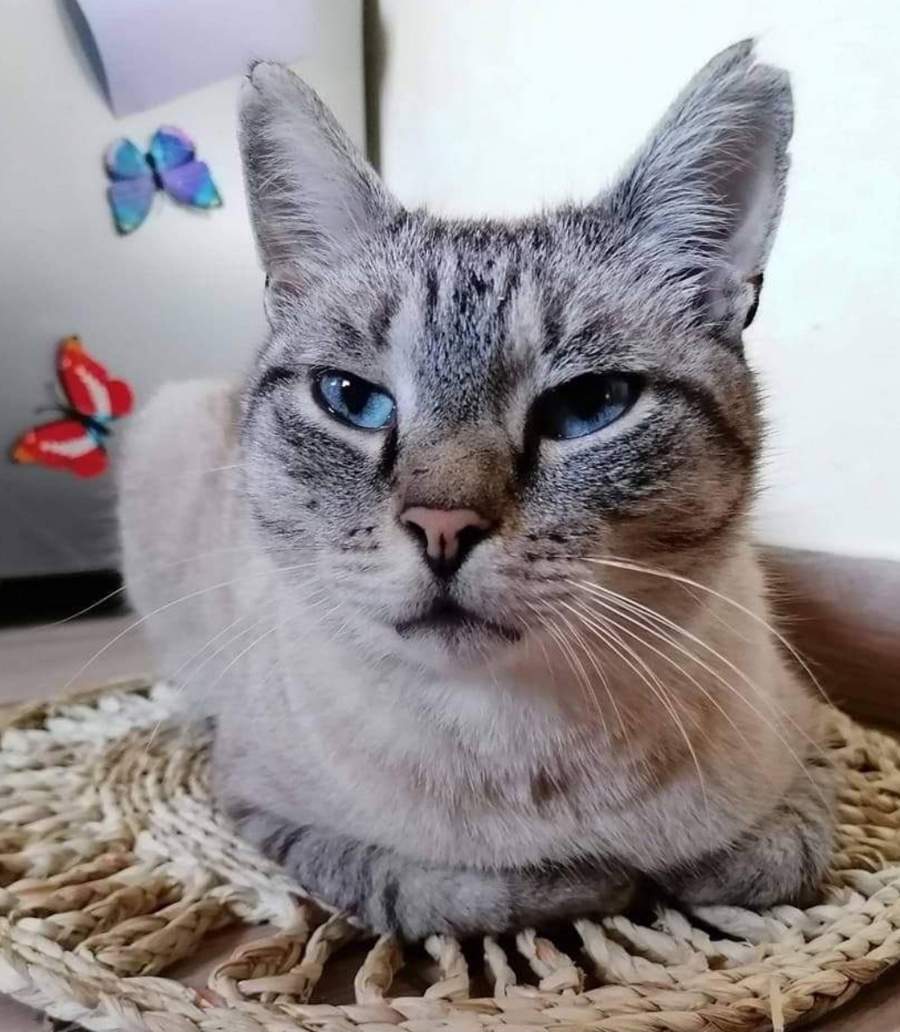 Jack