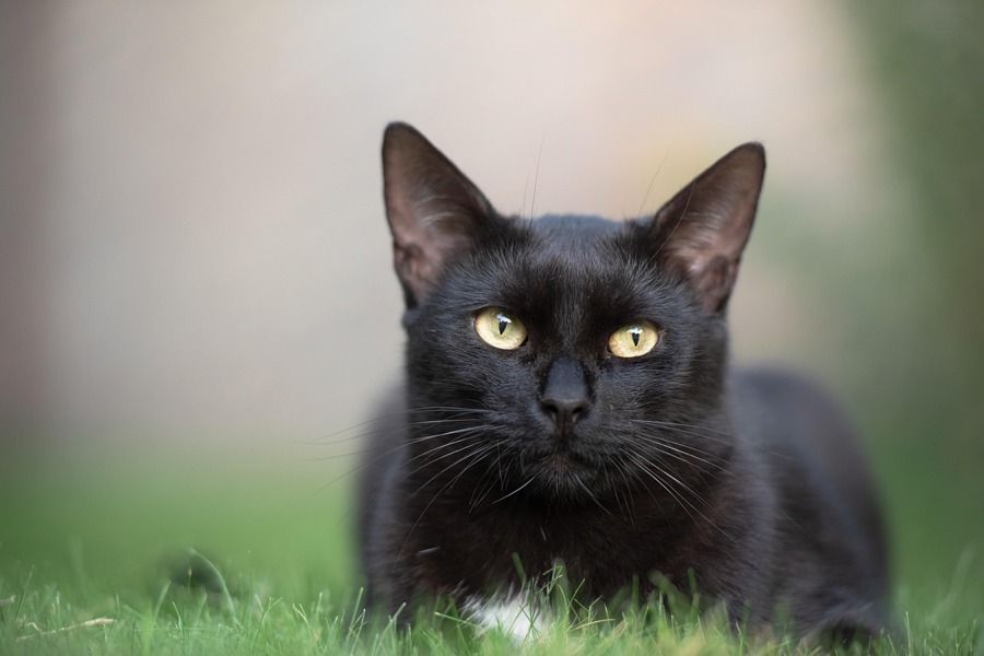 Slika je simbolična! (Foto: Pixabay)