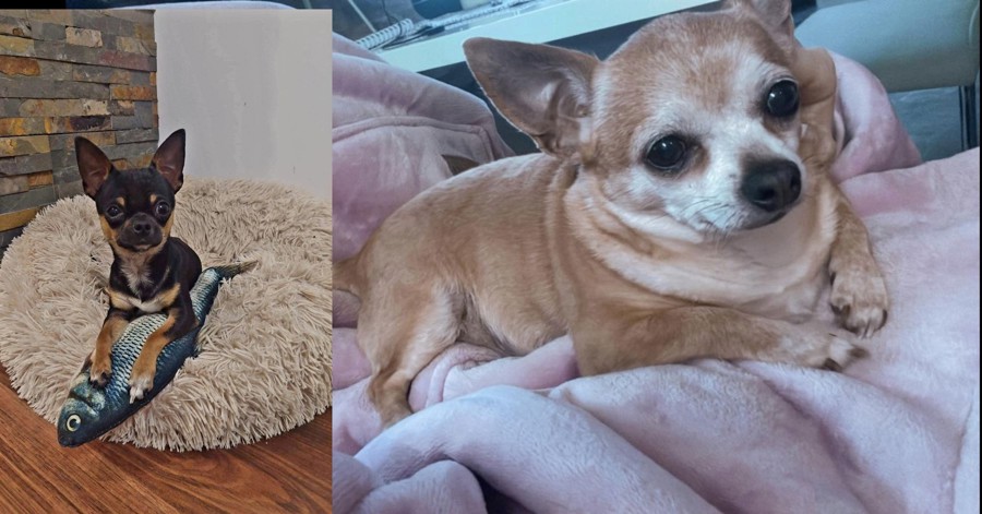 Gucci in Pikica