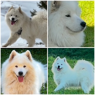 Coco