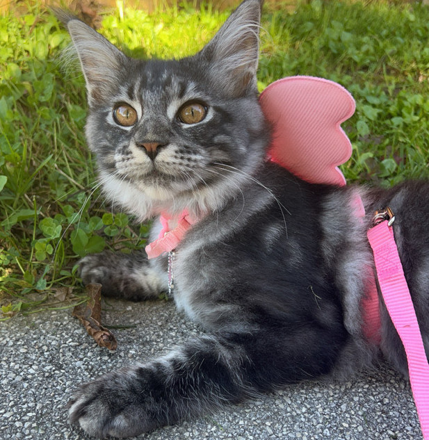 Lili