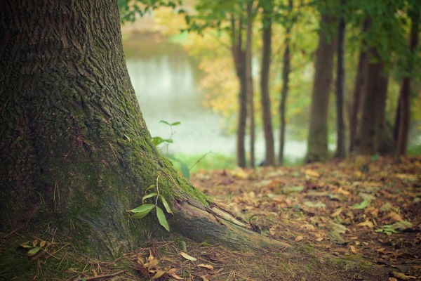 foto: pixabay - slika je simbolična