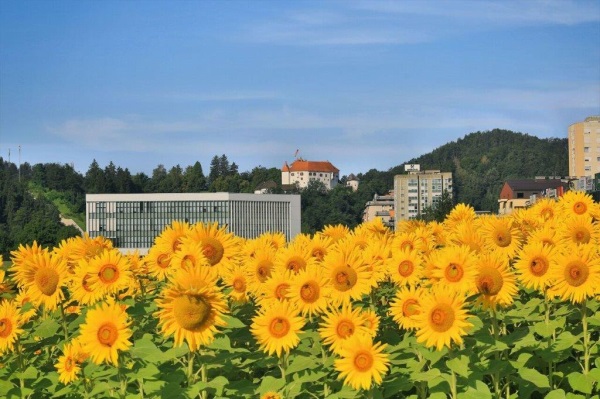 foto: Kavčnik Aleksander